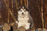 ALASKAN MALAMUTE 596